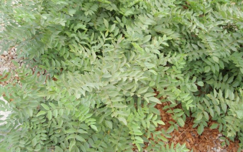 Glycyrrhiza glabra var. violacea